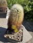 Preview: Echinocereus russanthus weedinii